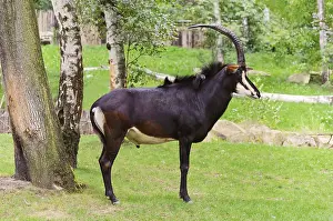 Sable Antelope Is Standing On The Green Grass Praha