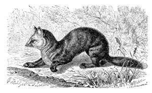 Sable, Martes zibellina, a species of predator from the genus of the true marten