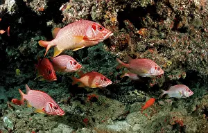 Sabre squirrelfish (Sargocentron spiniferum)