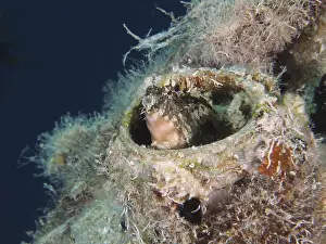 A sabre-toothed blenny (Petroscirtes mitratus) inhabits a plastic canister