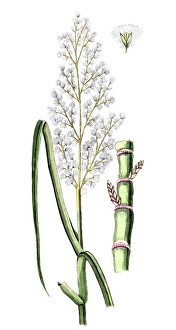 Saccharum officinarum, sugar cane