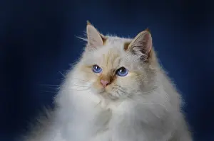 Sacred Birman, tomcat, animal portrait, Austria