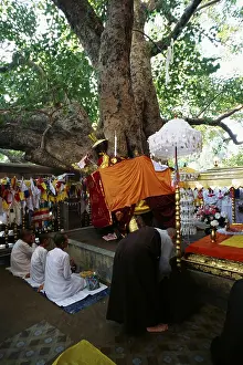 Sacred Bodhi tree, Bodhgaya, Bihar, India