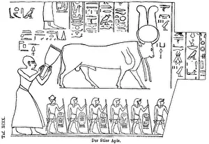 The sacred bull (Apis) of Memphis
