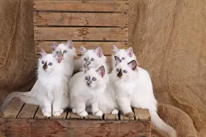 SACRED CAT OF BIRMA, SACRED CAT OF BIRMA