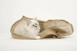 Sacred Cat of Burma, Kitten, Burma