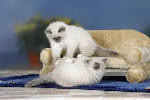 Sacred Cats of Birman, kitten, 8 weeks, blue-point