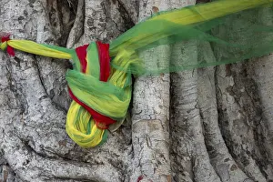Sacred cloths around the roots of a strangler fig (Ficus religiosa)