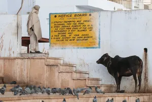 Sacred cow and a list of rules of behaviour for tourists written on a wall