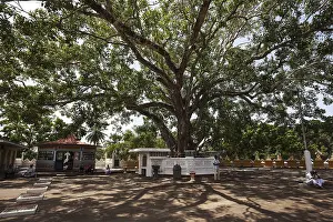 Sacred fig or bodhi (Ficus religiosa) tree