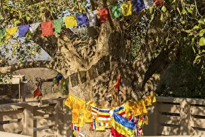 Sacred fig (Ficus religiosa) with Buddhist flags and prayer flags