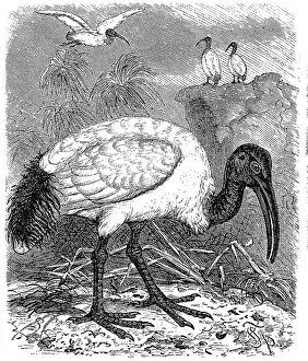 Sacred Ibis, black-headed ibis (Threskiornis melanocephalus)