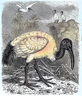 Sacred Ibis, Black-headed Ibis (Threskiornis melanocephalus)