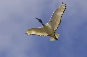 Sacred Ibis (Threskiornis aethiopicus)