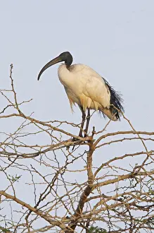 Sacred Ibis (Threskiornis aethiopicus)