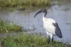 Sacred ibis (Threskiornis aethiopicus)