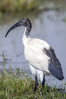 Sacred ibis (Threskiornis aethiopicus)