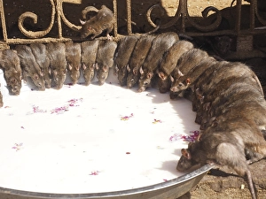 Sacred Rats, Karni Mata Temple or Rat Temple