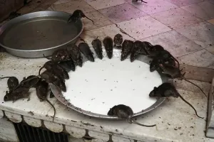 Sacred rats, Karni Mata Temple or Rat Temple