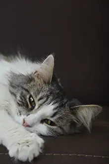 Sad fluffy cat lying on sofa looking aside closeup portrait