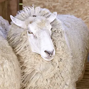 Sad kulunda breeding sheep. Meat and fur farm production