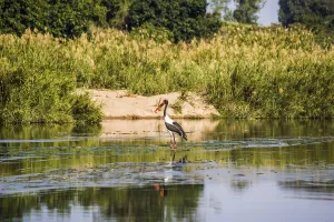 Saddle-billed stork (Ephippiorhynchus senegalensis)