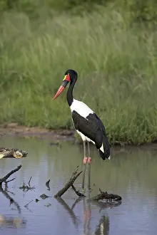 Saddle-billed Stork (Ephippiorhynchus senegalensis)