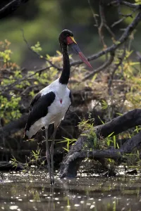 Saddle-billed stork (Ephippiorhynchus senegalensis)