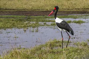 Saddle stork (Ephippiorhynchus senegalensis)