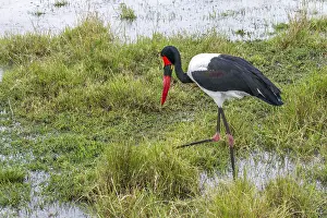 Saddle Stork (Ephippiorhynchus senegalensis)