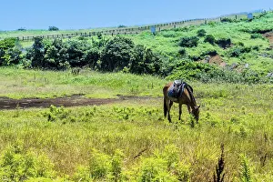 Saddled adult horse grazing in field on sunny day in Udo