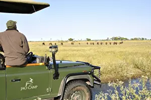 On safari with a 4x4 Landrover in the Okavango Delta swamps