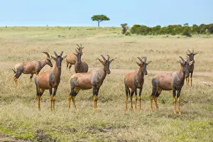 Safari in Masai Mara National Park