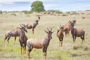 Safari in Masai Mara National Park