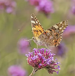 Safflower Cynthia cardui'<br> Safflower Cynthia cardui