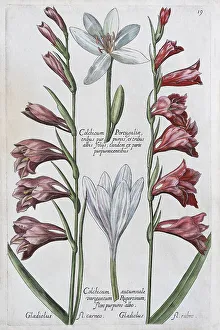 Saffron crocus (Crocus sativus)