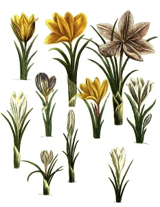 Saffron, Crocus sativus and spring crocus