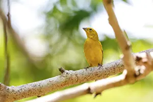 Saffron Finch perched on a bare tree branch against bright natural background