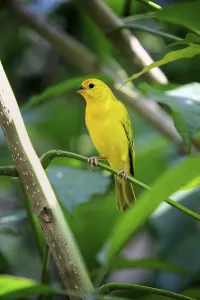 Saffron Finch (Sicalis flaveola)