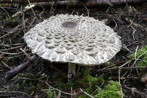 Saffron umbrella mushroom, Chlorophyllum olivieri