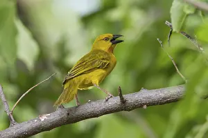 Saffron Weaver, songbirds, animals