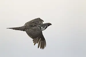Sage Grouse (Centrocercus urophasianus) male flying