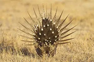 Sage Grouse (Centrocercus urophasianus) male mating