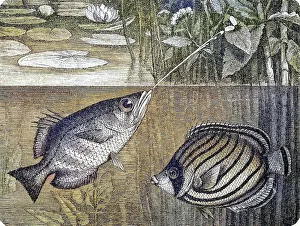 Sagittarius, Toxotes jaculator and meyers butterflyfish (Chaetodon meyeri)