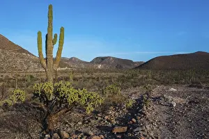 Category Mountain Landscapes Prints: Saguaro (Carnegiea gigantea) in the countryside
