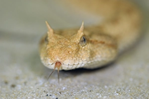 Saharan horned viper (Cerastes cerastes)