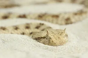 Saharan horned viper (Cerastes cerastes)