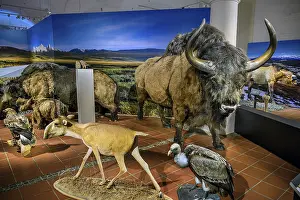 Saiga and steppe bison (Bison priscus)