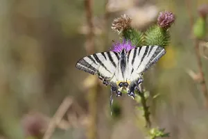 Sail butterfly (Iphiclides podalirius)