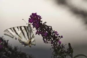 Sail butterfly (Iphiclides podalirius) sitting on a lilac blossom